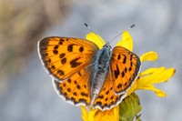Lycaena virgaureae-4071