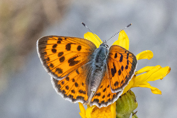 Lycaena virgaureae-4071