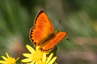 Lycaena virgaureae-2186 - Porté-Puymorens - 26/07/26