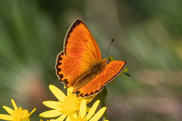 Lycaena virgaureae-2186 - Porté-Puymorens - 26/07/26