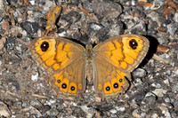 Lasiommata maera-0725 - Llo - 25/07/26