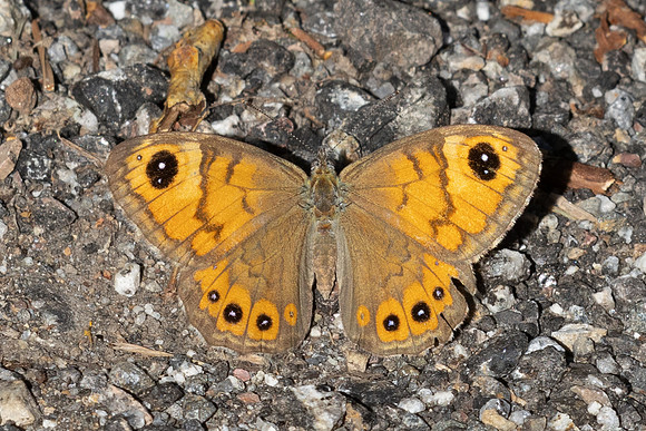 Lasiommata maera-0725 - Llo - 25/07/26