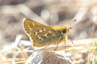 Hesperia comma-3297- Porté-Puymorens - 27/07/26
