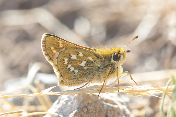 Hesperia comma-3297- Porté-Puymorens - 27/07/26