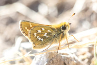 Hesperia comma-3299 - Porté-Puymorens - 28/07/26