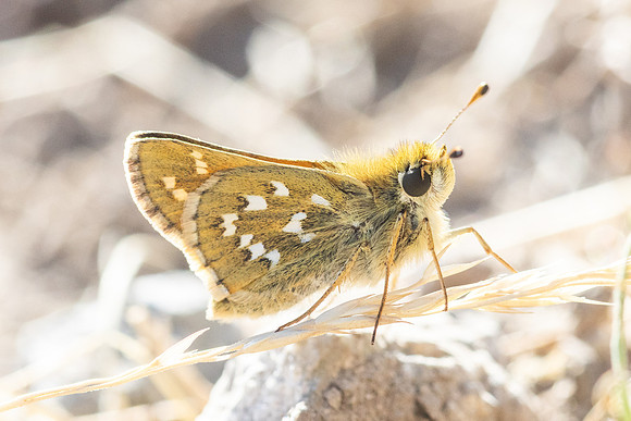Hesperia comma-3299 - Porté-Puymorens - 28/07/26