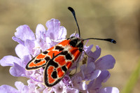 Zygaena fausta-1292 - Llo - 25/07/26