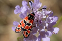 Zygaena fausta-1258 - Llo - 25/07/26