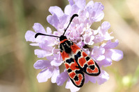 Zygaena fausta-1281 - Llo - 25/07/26
