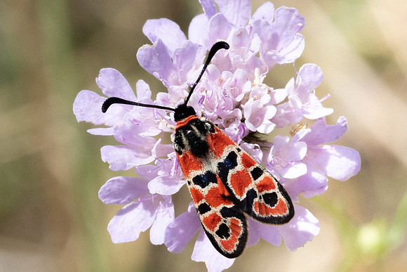 Zygaena fausta-1281 - Llo - 25/07/26