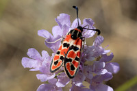 Zygaena fausta-1287 - Llo - 25/07/26