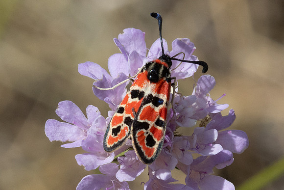 Zygaena fausta-1287 - Llo - 25/07/26