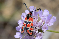 Zygaena fausta-1277 - Llo - 25/07/26