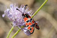 Zygaena fausta-1299- Llo - 25/07/26