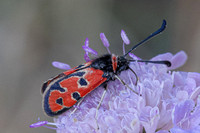 Zygaena fausta-0970 - Llo - 25/07/26