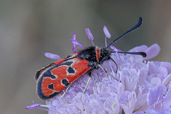 Zygaena fausta-0970 - Llo - 25/07/26