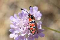 Zygaena fausta-1310 - Llo - 25/07/26