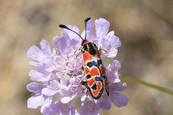 Zygaena fausta-1310 - Llo - 25/07/26