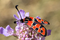 Zygaena fausta-1325