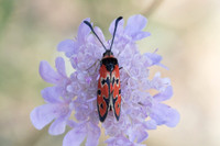 Zygaena fausta-0976 - Llo - 25/07/26