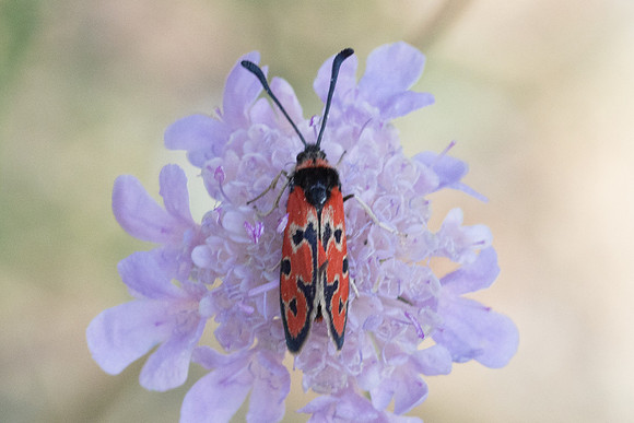 Zygaena fausta-0976 - Llo - 25/07/26