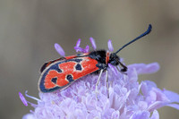 Zygaena fausta-0993- Llo - 25/07/26