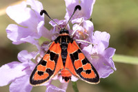 Zygaena fausta-4829- Llo - 31/07/26