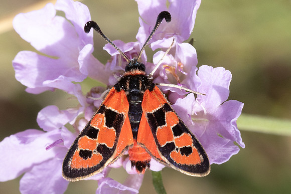 Zygaena fausta-4829- Llo - 31/07/26