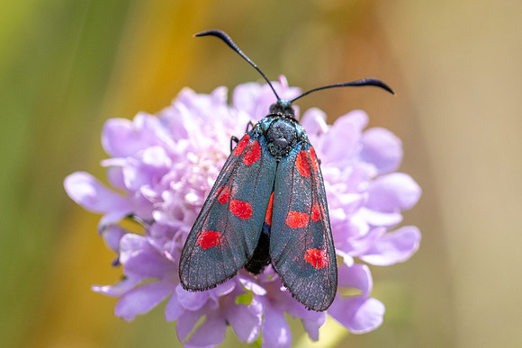 Zygaena trifolii-1832 - Porta - 26/07/26