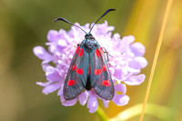 Zygaena trifolii-1831 - Porta - 26/07/26