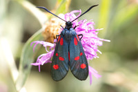Zygaena trifolii-1808 - Porta - 26/07/26