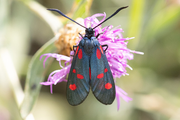 Zygaena trifolii-1808 - Porta - 26/07/26