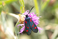 Zygaena trifolii-1810 - Porta - 26/07/26