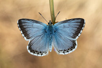 Polyommatus coridon - Chalk-hill Blue - Argus bleu-nacré