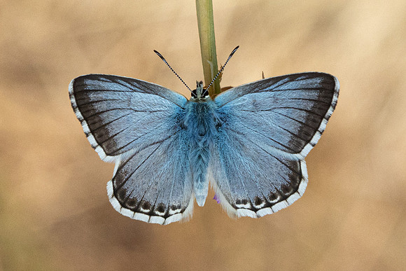 Polyommatus coridon-0013 - Estavar - 24/07/26