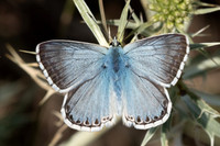 Polyommatus coridon-9976 - Estavar - 24/07/26