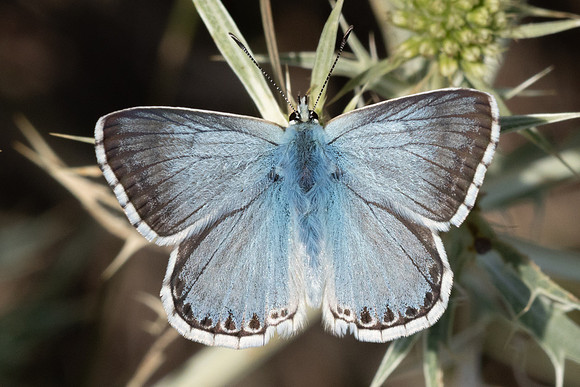 Polyommatus coridon-9976 - Estavar - 24/07/26