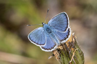 Plebejus argus-2071 - Porté-Puymorens - 26/07/26