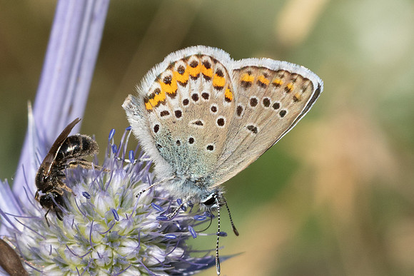 Plebejus argus-4132