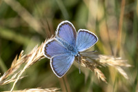 Plebejus argus-2090- Porté-Puymorens - 26/07/26