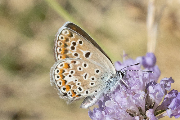Polyommatus escheri-1381