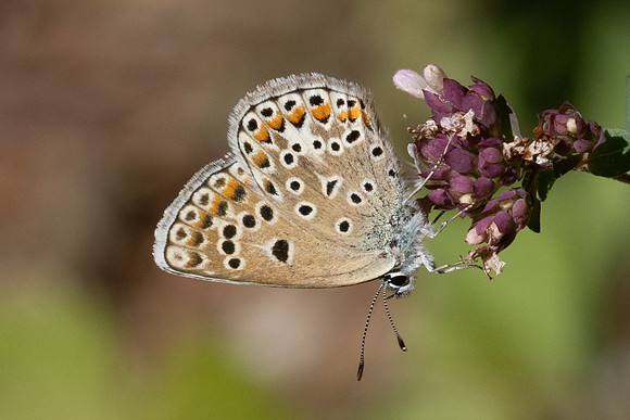 Polyommatus escheri-0737