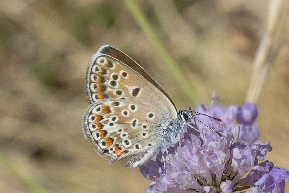 Polyommatus escheri-1380