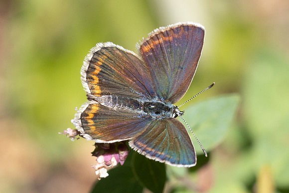 Polyommatus escheri-0755
