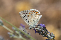 Polyommatus hispana-6123 - Salvezines - 3/08/26