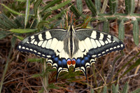papilio machaon-4947 - Bolquere - 31/07/26