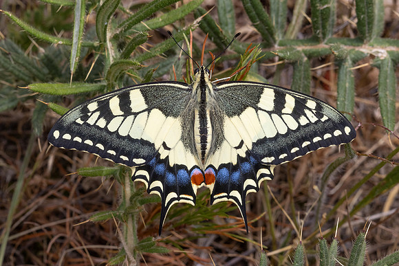 papilio machaon-4947 - Bolquere - 31/07/26