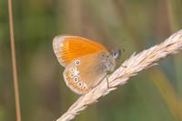 Coenonympha glycerion-1820 - Porta - 28/07/26
