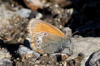 Coenonympha glycerion-3317 - Porté-Puymorens - 28/07/26