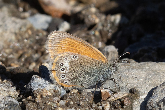 Coenonympha glycerion-3317 - Porté-Puymorens - 28/07/26